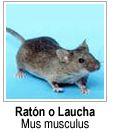 Raton o Laucha