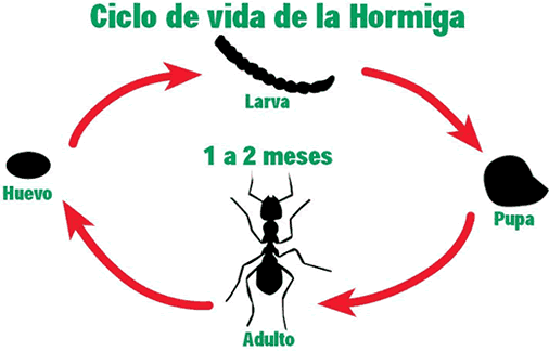 Ciclo de vida de la Hormiga
