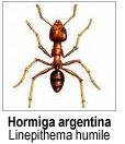 Hormiga Argentina